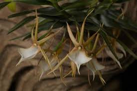Image result for Angraecum