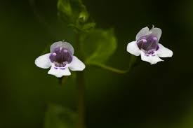 Image result for Clinopodium uhligii