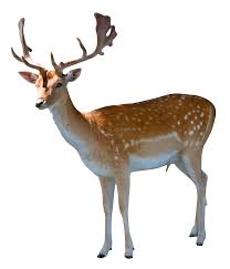 Deer Clipart Transparent Background Deer Transparent Background Transparent Free For Download On Webstockreview 2021 It's as easy as that.great for removing background in portrait or product photos. deer clipart transparent background