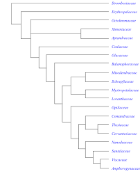 Image result for Pentarhopalopilia umbellulata