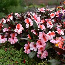 Image result for Impatiens oreocallis