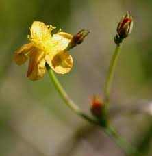 Image result for Hypericum lalandii
