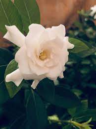 How To Grow Gardenias Indoors Top Care Tips Smart Garden Guide Gardenia Plant Garden Guide Growing Gardenias