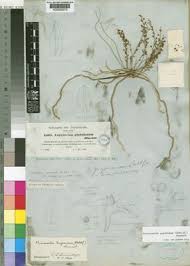 Image result for Microcoelia koehleri