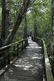 8 Easygoing Hikes Under 5 Miles Everyone In Florida Should Take Hiking In Florida Florida Travel State Parks