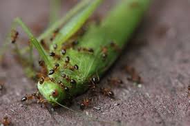 Image result for ants and grasshopper