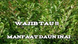 Yaps, tak hanya kesegarannya saja yang mampu menghilangkan dahaga, juga karena kandungan vitaminnya yang banyak. Manfaat Daun Inai Untuk Kesehatan Menurut Hadits Ade Naray Youtube