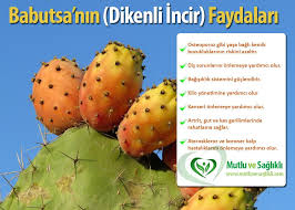 Babutsa Dikenli Incir Nedir Sagliga Faydalari Nelerdir Incir Saglik Beslenme
