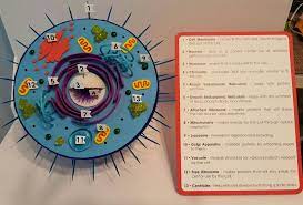 We did not find results for: 3d Animal Cell Biology Project Animal Cell Project Biology Projects Cells Project