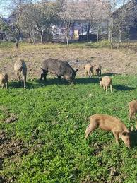 Actele de adopție vor fi întocmite pe loc. Porci Mistreti Si Mangalita Arhiva Okazii Ro