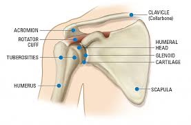 It is the major joint connecting the upper limb to the trunk. Human Anatomy Fascination The Shoulder Wholesome Healing Massage