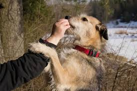 When buying any dry and canned pet food, we need to understand that every dog breed has its own nutritional… Why Is It Important To Have A Trusted Dog Food Advisor Your Pet Planet