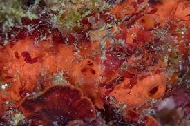 Image result for Crambe kilimandscharica