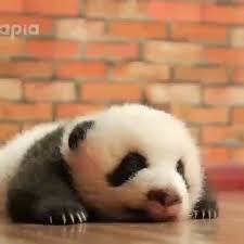 pin on pandas