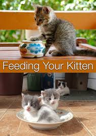 feeding your kitten the happy cat site