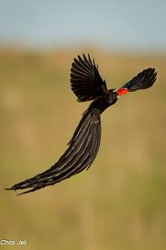 50 Idees De Oiseau Afrique Afrique Oiseaux Rapace Animaux de la savane, masai mara. oiseau afrique afrique oiseaux
