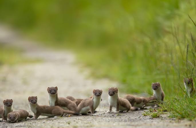 Some shots of the amazing Stoat family that were very showy on the reserve  back in June!