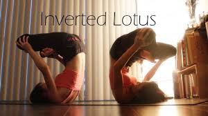Plough Plow Shoulder Stand Inverted Lotus Yoga Journey Lotus Yoga Shoulder Stand Yoga Inspiration