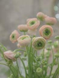 Ranunculus Seed Persian Buttercup Mix Flower Seeds Ranunculus Flowers Flower Seeds Buttercup Flower