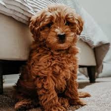 Goldendoodles are a hybrid cross puppies for sale! How Much Does A Goldendoodle Cost 2021 Guide We Love Doodles