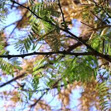 Image result for Acacia galpinii