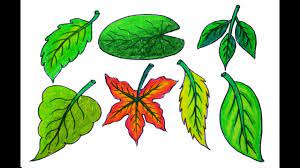 Maybe you would like to learn more about one of these? Draw Different Types Of Leaves How To Draw Realistic Leaves Youtube