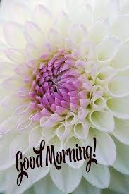 Pin By Lalit Rana On Morning Wishes Good Morning Beautiful Flowers Good Morning Beautiful Good Morning Happy