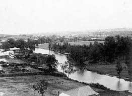 Barden Family Tree River Life Botany Bay New South Wales