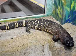 They hide in burrows during daytime and become active at night. Heloderma Horridum Mexican Beaded Lizard In Yekaterinburg Zoo