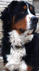Northern michigan bernese mountain dogs, cheboygan, michigan. Honey Creek Puppies Home