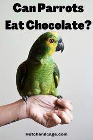 Can Parrots Eat Chocolate Parrot Parakeet Care Best Pet Birds