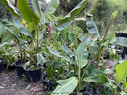 Image result for Musa sp. (Ornamental bananas)