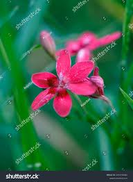 Image result for Freesia laxa