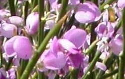 Image result for Muraltia