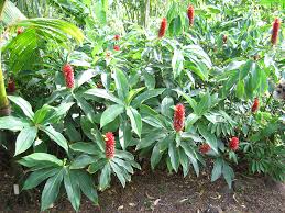 Image result for Costus subbiflorus
