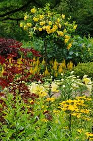 Image result for Allamanda