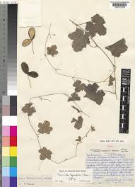 Image result for Cucumis bryoniifolius