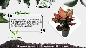 In this video, i will review and talk about my first plant purchased, the siam aurora chinese evergreen red lipstick (aglaonema) which is said to be the be. Wiadkzlx35ur5m