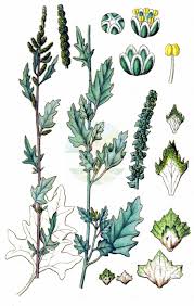 Image result for Hermbstaedtia linearis