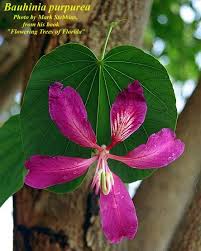 Image result for Bauhinia purpurea
