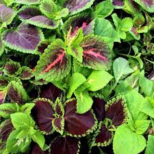 Image result for Coleus meyeri