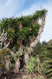 Image result for yucca gigantea en casa
