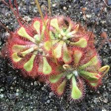 Image result for Drosera natalensis