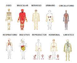 Imagen del sistema respiratorio para descargar. Sistemas Del Cuerpo Aparatos Del Cuerpo Humano Cuerpo Humano