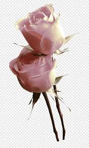 Maybe you would like to learn more about one of these? Taman Mawar Pink Centifolia Roses Poster Bunga Mawar Bunga Mawar Orde Png Pngegg