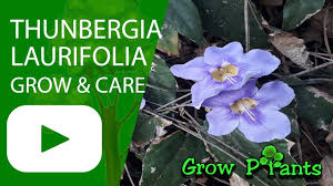 Image result for Thunbergia graminifolia
