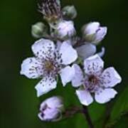 Image result for Rubus sp.