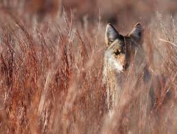 The wolf on the right has a broad snout and large nose pad, with small ears relative to its head size. Coyote Carnage The Gruesome Truth About Wildlife Killing Contests Yale E360