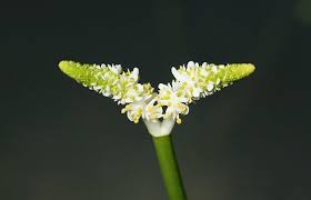 Image result for Aponogeton desertorum