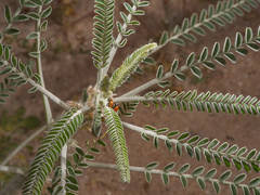 Image result for Indigofera ischnoclada